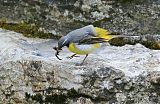 Gray Wagtail